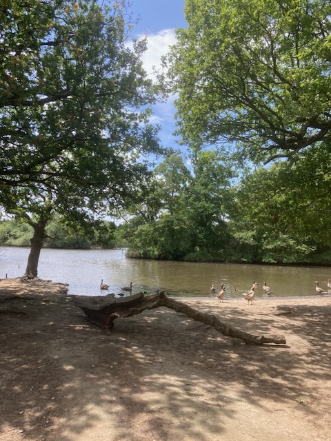 Amblers - Epping Forest - Connaught Water